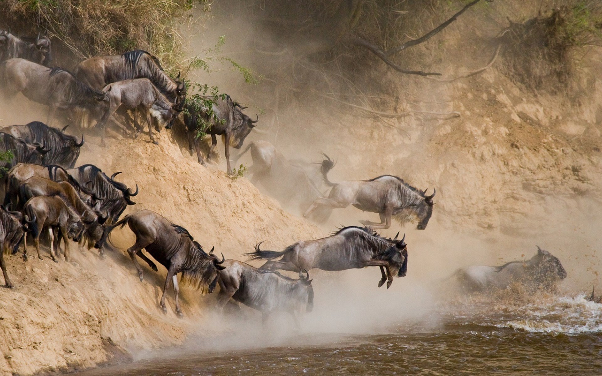 8-Days Great Migration Standard Safari Program