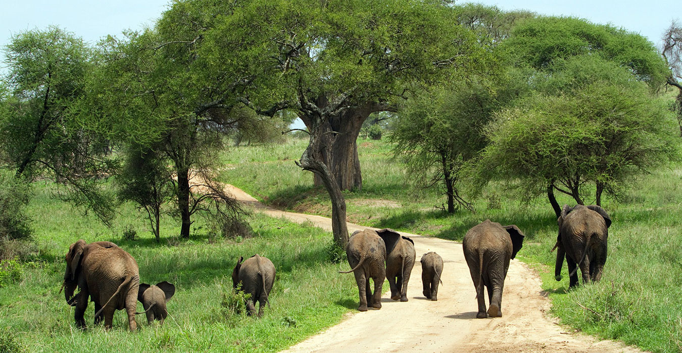 Tarangire National Park Day Tour